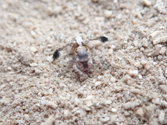 Saitis mutans