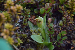 Pterostylis humilis