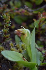 Pterostylis humilis