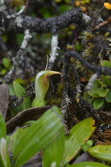 Pterostylis humilis