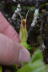 Pterostylis humilis