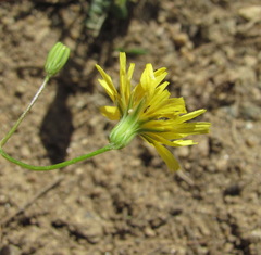 Crepis pulchra
