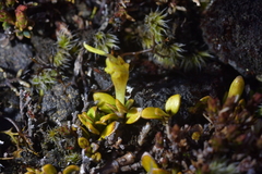 Coprosma perpusilla perpusilla