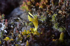 Coprosma perpusilla perpusilla