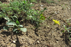 Crepis pulchra
