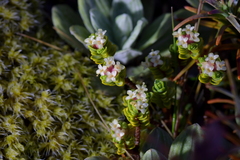 Pimelea microphylla