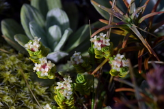 Pimelea microphylla