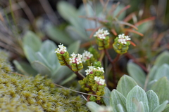 Pimelea microphylla