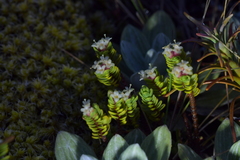 Pimelea microphylla