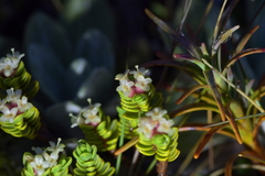 Pimelea microphylla