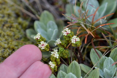 Pimelea microphylla