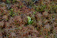 Pterostylis humilis