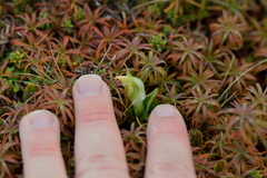 Pterostylis humilis