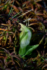Pterostylis humilis