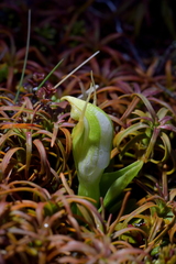 Pterostylis humilis