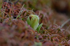 Pterostylis humilis