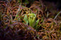 Pterostylis humilis