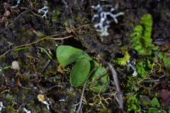 Pterostylis humilis