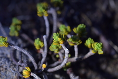 Pimelea microphylla
