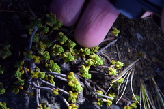 Pimelea microphylla
