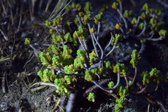 Pimelea microphylla