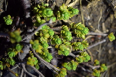 Pimelea microphylla