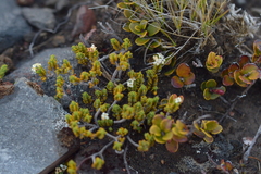 Pimelea microphylla