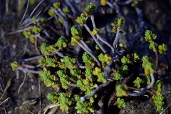 Pimelea microphylla