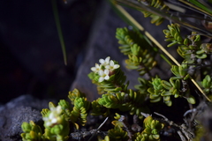 Pimelea microphylla