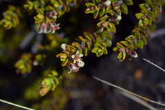 Epacris alpina
