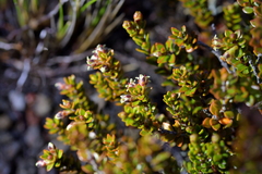 Epacris alpina