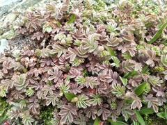 Acaena profundeincisa