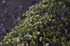 Pimelea microphylla