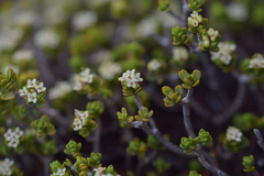 Pimelea microphylla
