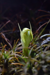 Pterostylis humilis