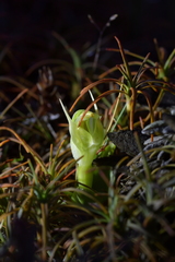 Pterostylis humilis