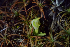 Pterostylis humilis
