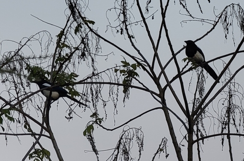 Oriental Magpie