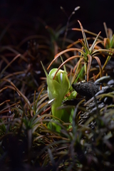 Pterostylis humilis