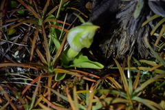 Pterostylis humilis