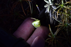 Pterostylis humilis