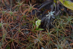 Pterostylis humilis