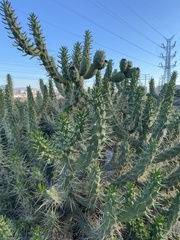 Austrocylindropuntia