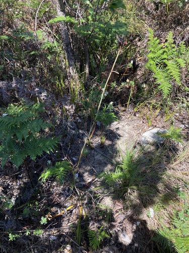 Image of Haemodorum planifolium by (c) Thomas Mesaglio, some rights reserved (CC BY)