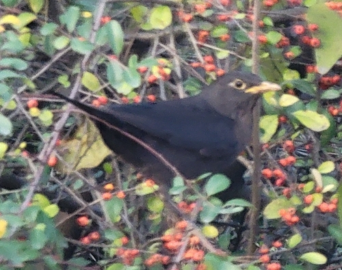 Chinese Blackbird