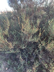 Salsoloideae