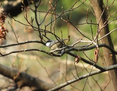 Periparus ater
