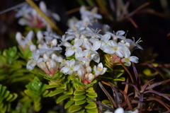 Pimelea buxifolia