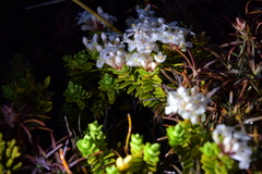Pimelea buxifolia