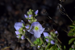 Veronica hookeriana